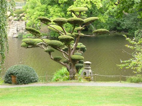 Permalink to Arbre Jardin Japonais