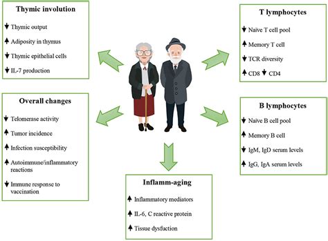 Frontiers Immunosenescence And Its Hallmarks How To Oppose Aging