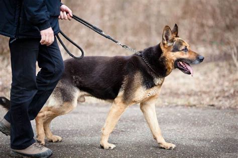 Are German Shepherds Easy To Train Embora Pets