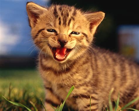 24 Meow Baby Kitten Cute Baby Kitten 1280x1024 Download
