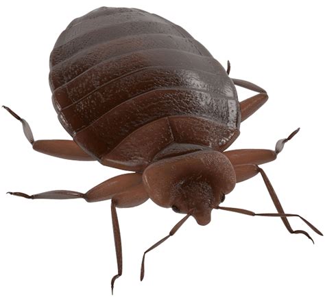 Bed Bug Png Png Image Collection