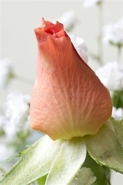 Mini Rose Bloom Picture Image 87856129