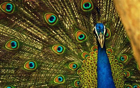 Male Peacock Forever Wallpapers