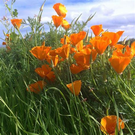 Poppies