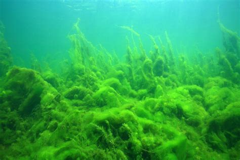 10 Reasons You Should Be Eating Algae