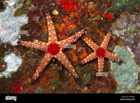 Candy Cane Sea Star Fromia Monilis Pair Underwater Thailand Stock