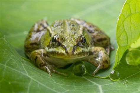 Rana Esculenta Common European Green Frog Stock Photo Image Of