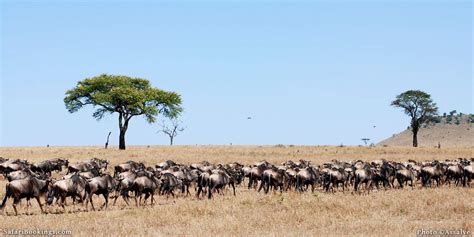 Top 10 Best African Safari Parks And Destinations Of 2023 Safaribookings