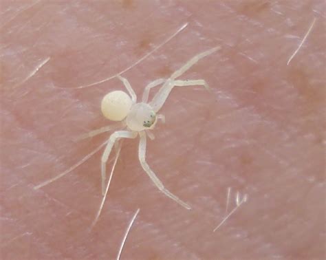 Very Small White Spider On My Hand Edmonton This Little Flickr