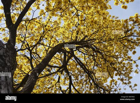 árbol Tropical Flor Amarilla Fotografías E Imágenes De Alta Resolución