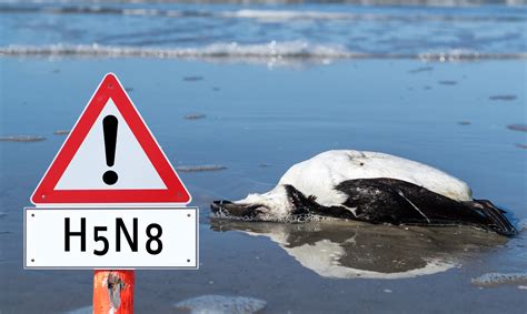 Die tierhalter*innen werden entschädigt, obwohl die industrie wahrsch. Wie gefährlich ist die aktuelle Vogelgrippe für Menschen ...