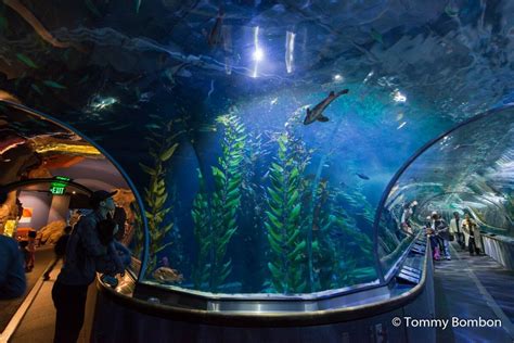 Aquarium Of The Bay Discount Tickets 25 Off With Smartsave