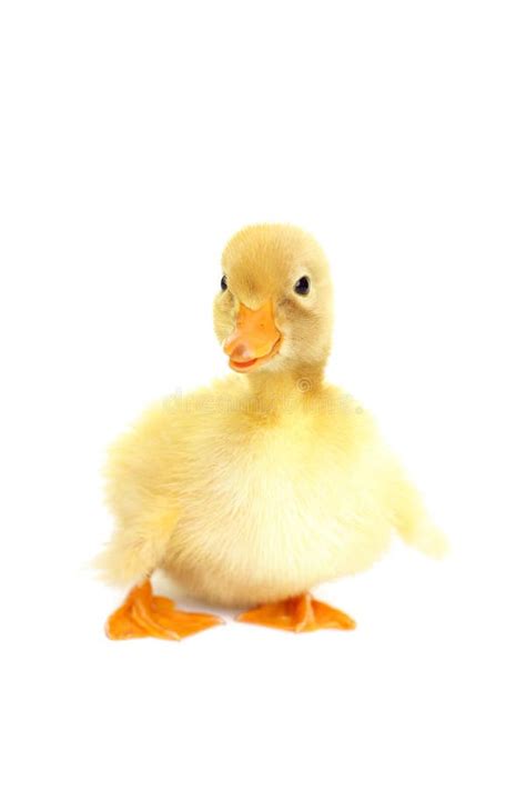580 Baby Duck Free Stock Photos Stockfreeimages