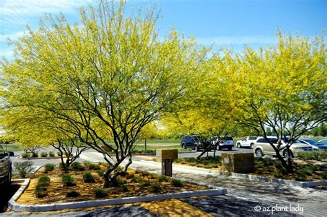 Maybe you would like to learn more about one of these? "April Showers Bring Golden Flowers" - Ramblings from a ...