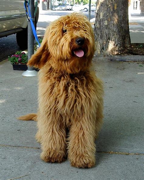 Goldendoodle Shaggy Long Hair Animals Pinterest