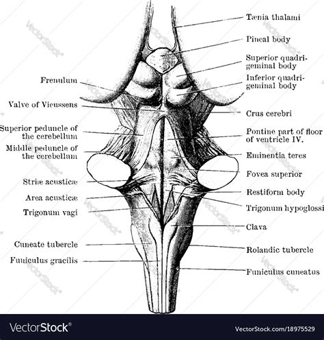 Back View Of Medulla Pons And Mesencephalon Vector Image