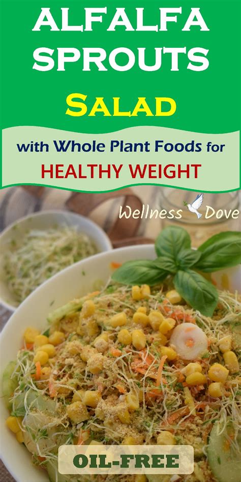 Alfalfa Sprouts Salad Oil Free Highly Nutritious And Tasty Salad