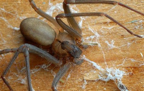 Identifying And Getting Rid Of Brown Recluse Spiders Around Your