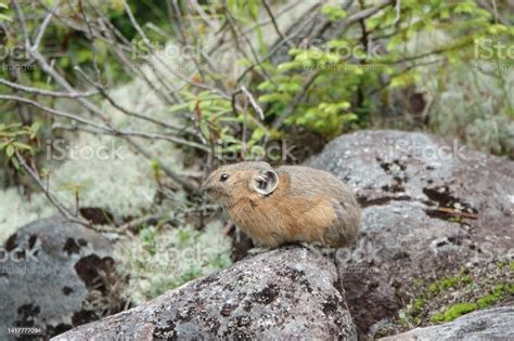 Japanese Pika Sitting On A Rock Stock Photo Download Image Now
