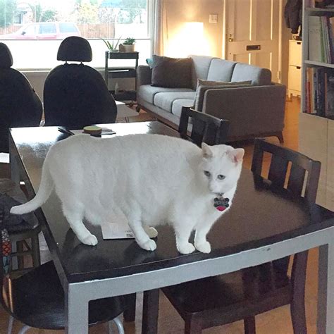 Animal Photo Panorama Fails That Are So Bad Theyre Good Artfido