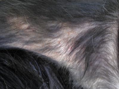 Infections are often accompanied by hair loss, scaling, odor, and fluid discharge. Extreme Dog Itching, Scabbing & Hair Loss - Organic Pet Digest