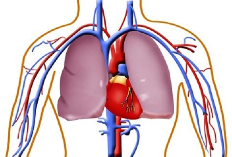 Heart diagram unlabeled colored the heart heart diagram heart. Blank Heart Diagram - ClipArt Best