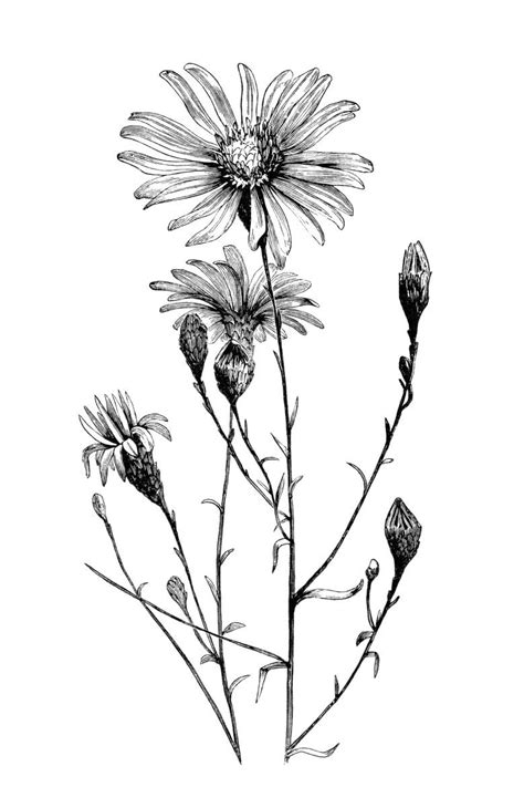 Aster Flower Free Vintage Clip Art Image Illustration Botanique