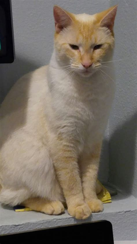 However, they are recognized as. Flame-point Siamese 2yrs.old | Cats and kittens, Tabby cat ...