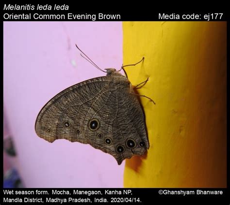 Melanitis Leda Butterfly