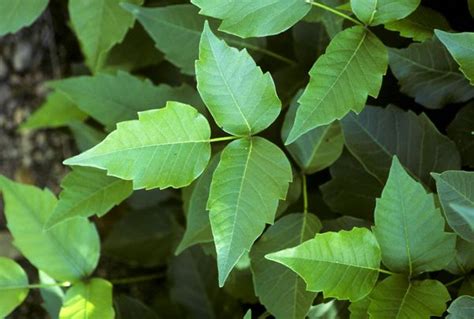 Climate Change Is Making Poison Ivy Stronger And Itchier
