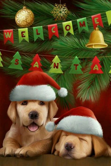 Pin By Kikitafi Tafi On Christmas Dog Christmas Stocking Merry