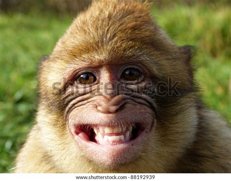 17041 Monkey Smiling Stock Photos Images And Photography Shutterstock