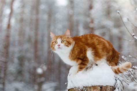Wallpaper Id 163363 Cats Snow Winter Outdoors Animals Free Download