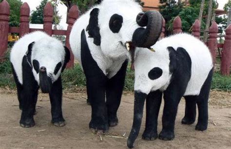 Thailand Elephants Disguised As Pandas Spark Debates 12