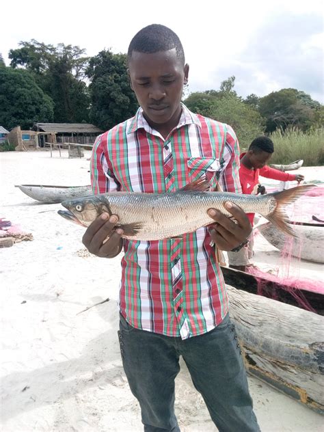 Mpasa Fish Returns To Lake Malawi Nkhata Bay District