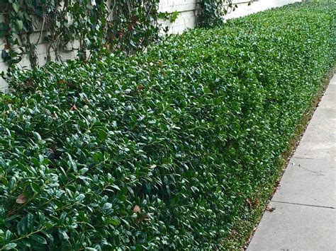 It's large foliage adds a nice texture to the landscape. Fast Growing Evergreen Shrubs Texas - Top 7 Evergreen Shrubs