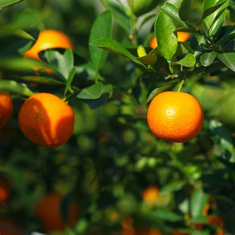 It has a very delicious flavor and is a moderately sized tree that. Bloomsz Owari Satsuma Mandarin Tree - 1.5 Year Old-08159 ...