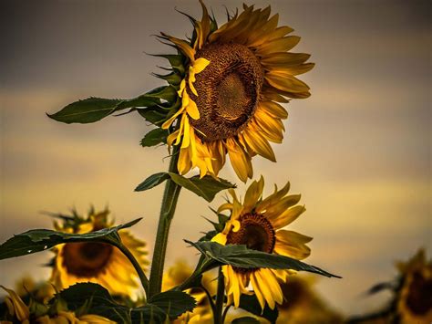 Gone With The Sunflowers Smithsonian Photo Contest Smithsonian Magazine