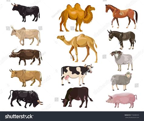Set Of Farm Animals Bulls Cows Camels Horse Donkey Sheep Pig