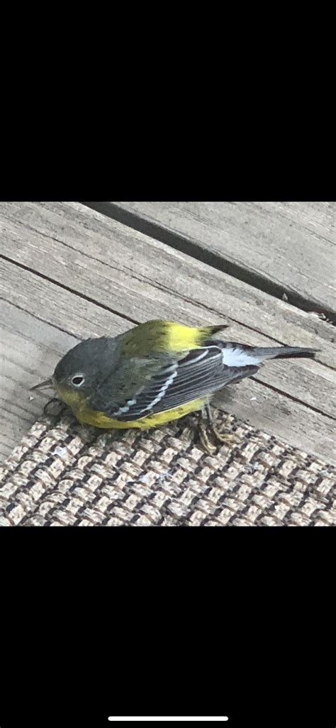 Or any other exotic pets. Type of warbler species? Found in southern Illinois. I ...