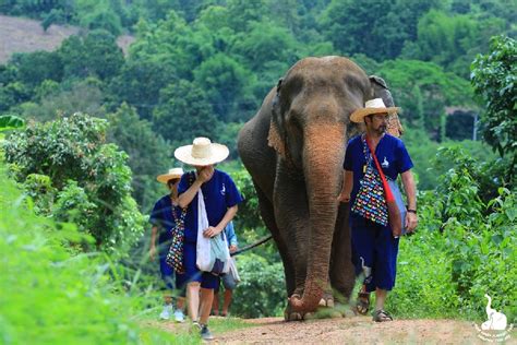 Ethical Elephant Tourism Elephant Sanctuary Park In Chiang Mai Thailand