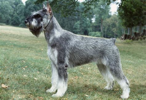 Mini schnauzer for sale black mini schnauzer miniature schnauzer puppies teacup schnauzer giant schnauzer. Giant Schnauzer Dog Breed Information
