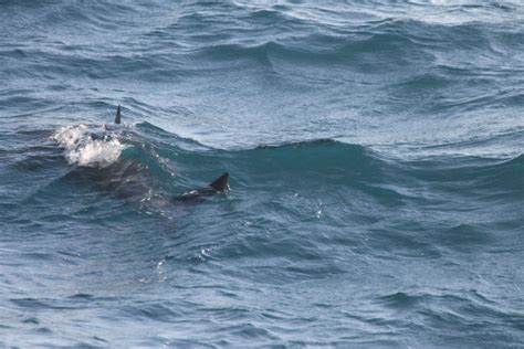 great white shark spotted off santa catalina island orange county register