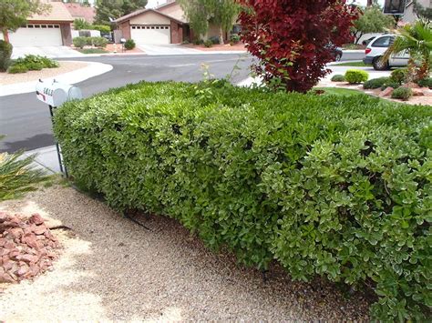 It is located in front of some arborvitaes in a courtyard in full sun. Xtremehorticulture of the Desert: 19 October 2014