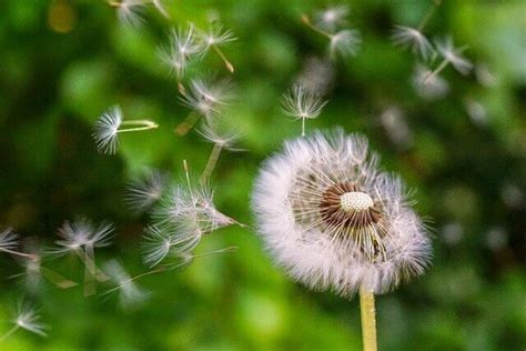 53 Fun Facts About Dandelions With Photos And Information Diy Herb