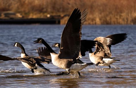 Canada Geese Lake Free Photo On Pixabay