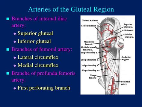 PPT The Gluteal Region Buttock PowerPoint Presentation ID
