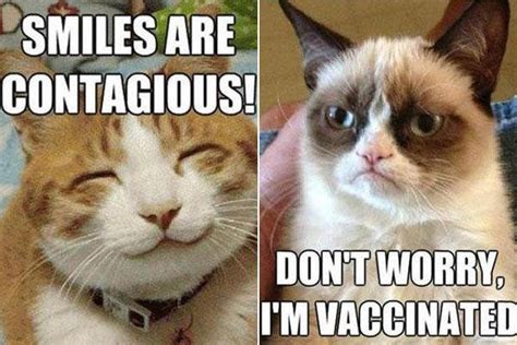 9 Best Grumpy Cat Memes 5