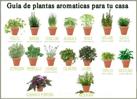 Plantas Medicinales Plantas Medicinales Mas Comunes