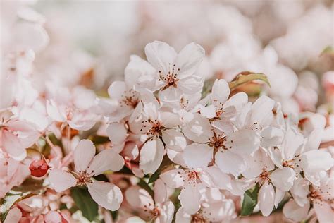 Sakura Flowers Spring Blooms Light Pink Delicate Hd Wallpaper